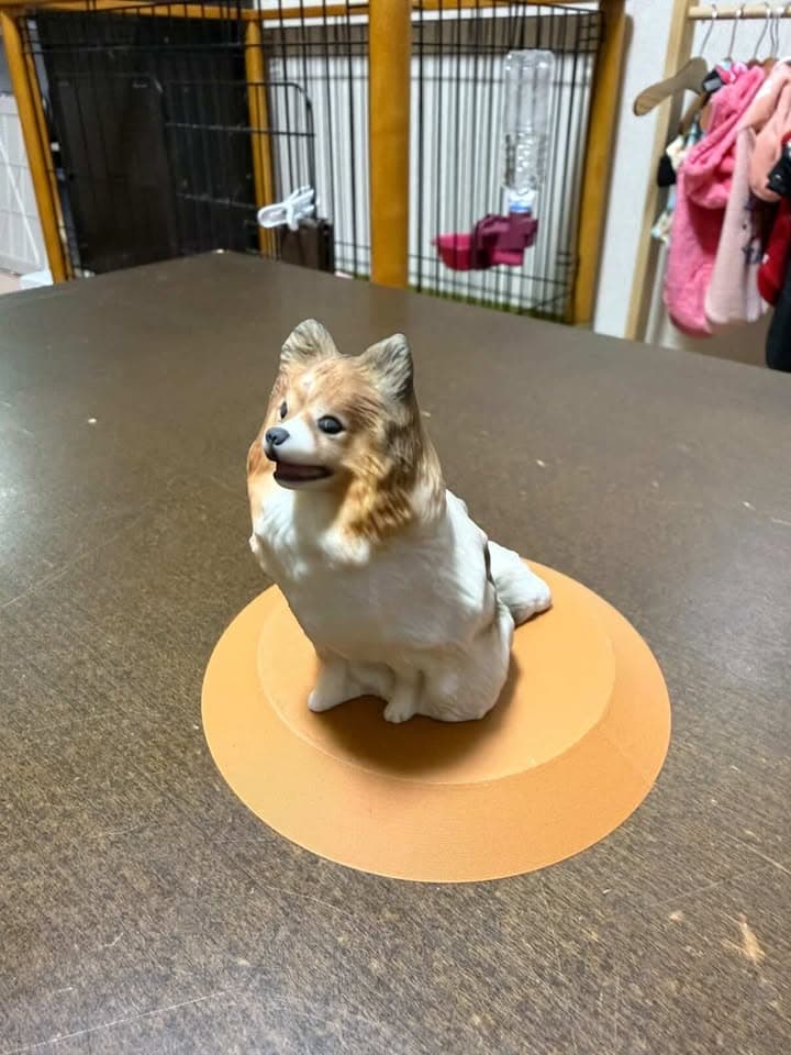 家族の一員、ポメラニアン